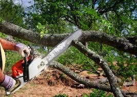 How Our Tree Care Process Works  in  Bargaintown, NJ